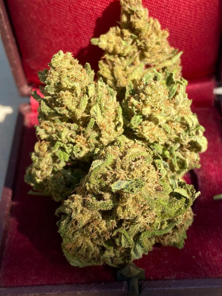 BUDHA Orange